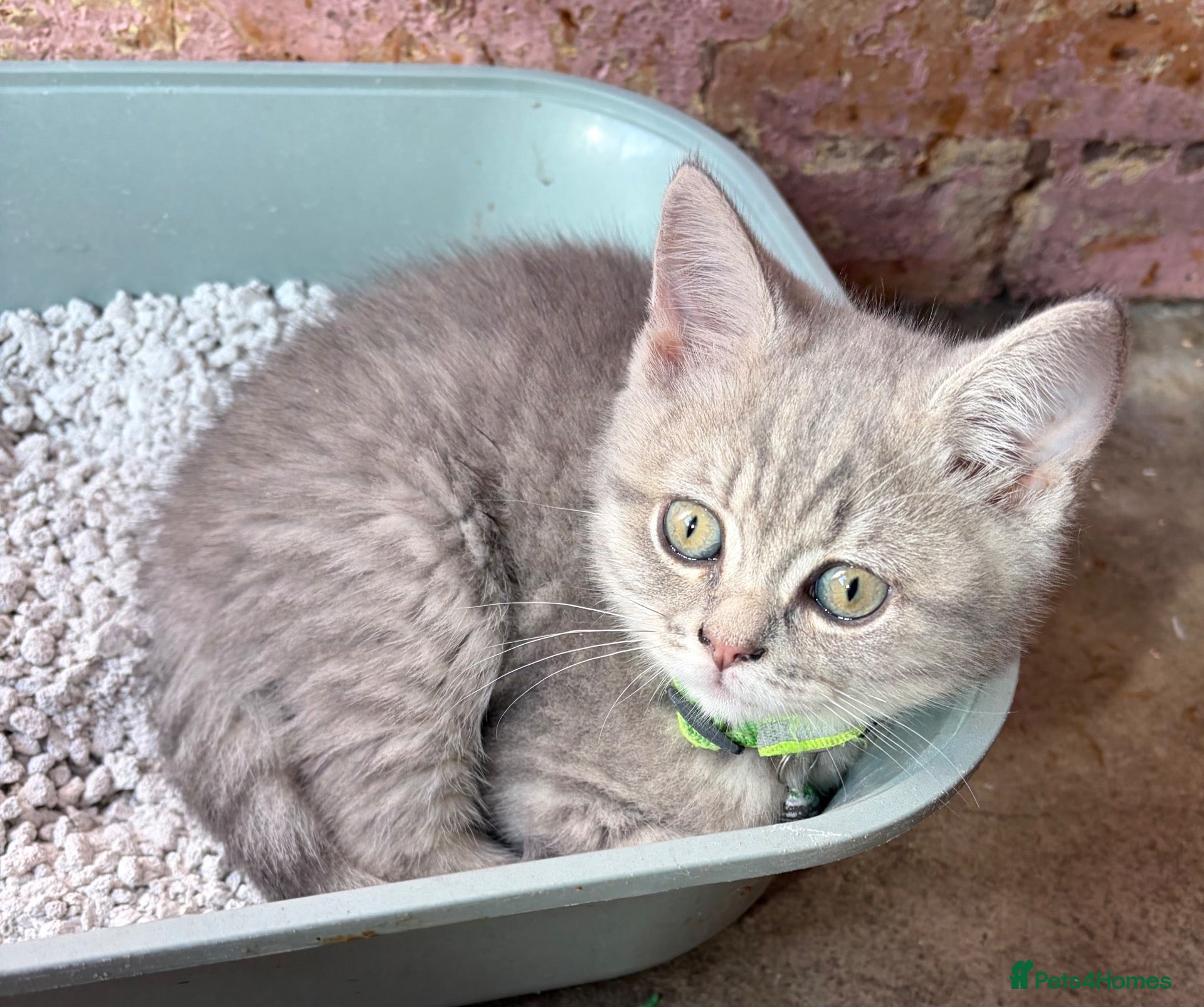 Scottish Fold cats Beautiful Scottish straights READY NOW  - Advert 15