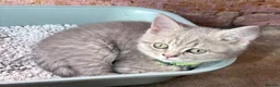 Scottish Fold cats for sale: Beautiful Scottish straights READY NOW  - Advert 5