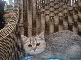 British Shorthair cats 🧡 Registered British shorthair-READ CAREFULLY - Advert 1