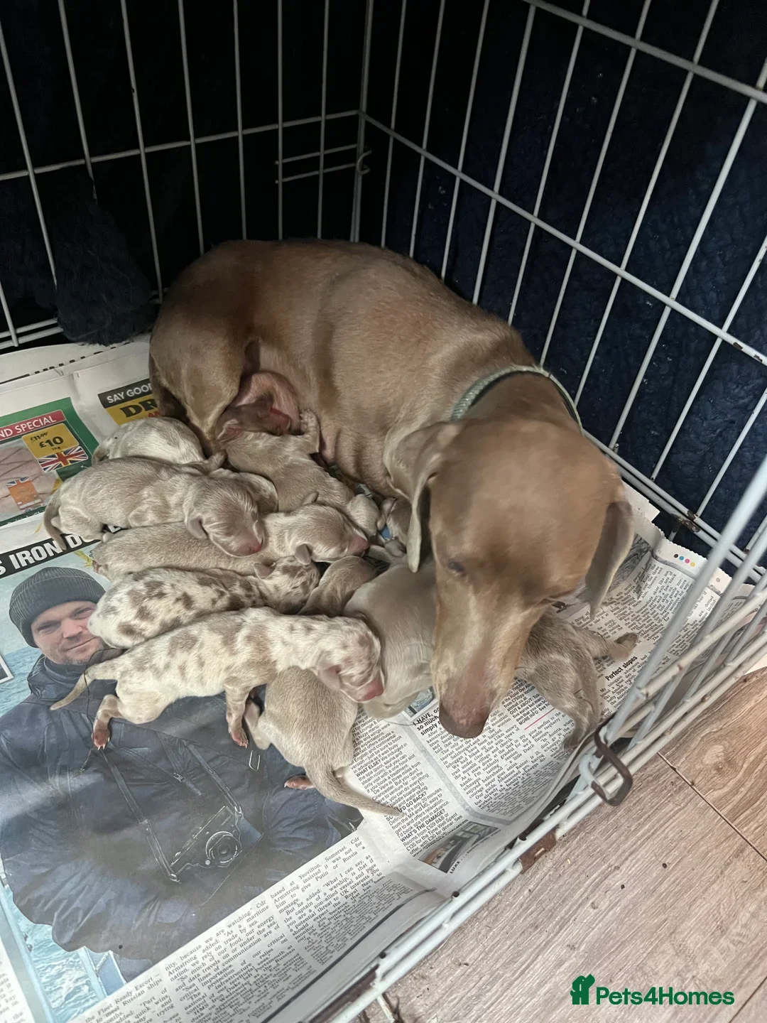 Miniature Dachshund dogs for sale: STUNNING RAINBOW MIX MINI DAXI KC REG PRA CLR - Image 16