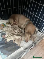 Miniature Dachshund dogs - Advert 14