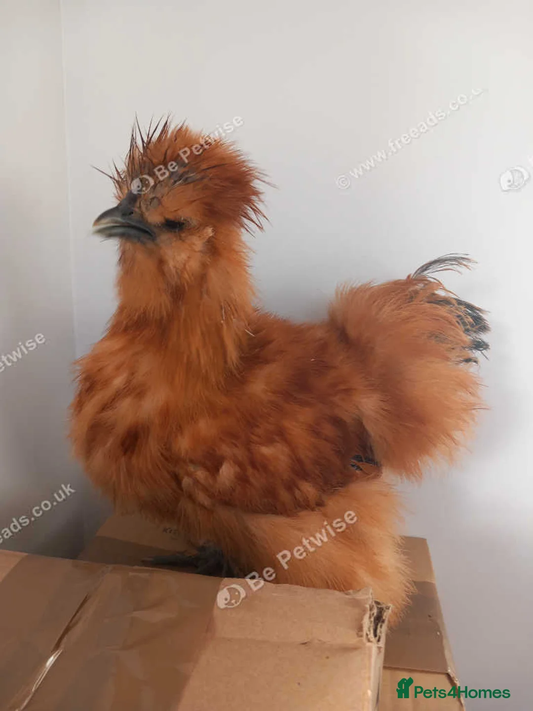 Chickens poultry for sale: USA Silkie Cockerels Roosters - Advert 1