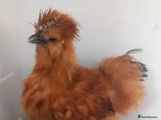 Chickens poultry USA Silkie Cockerels Roosters - Advert 1