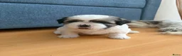 Shih Tzu dogs for sale: Ready now - Beautiful Shih Tzu puppies - Advert 13