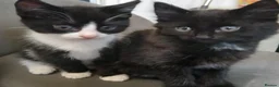 British Shorthair cats for sale: Kittens for sale - Advert 6