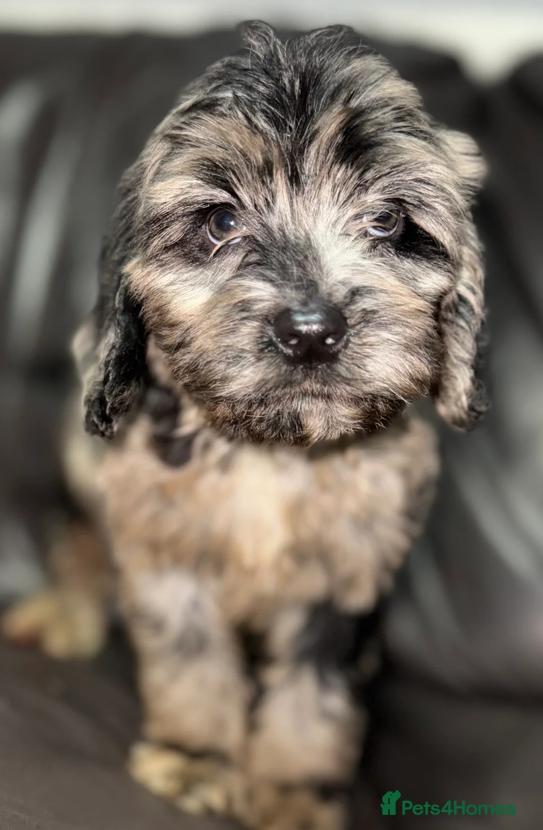 Cockapoo dogs for sale: Beautiful  merle cockapoos  - Advert 21