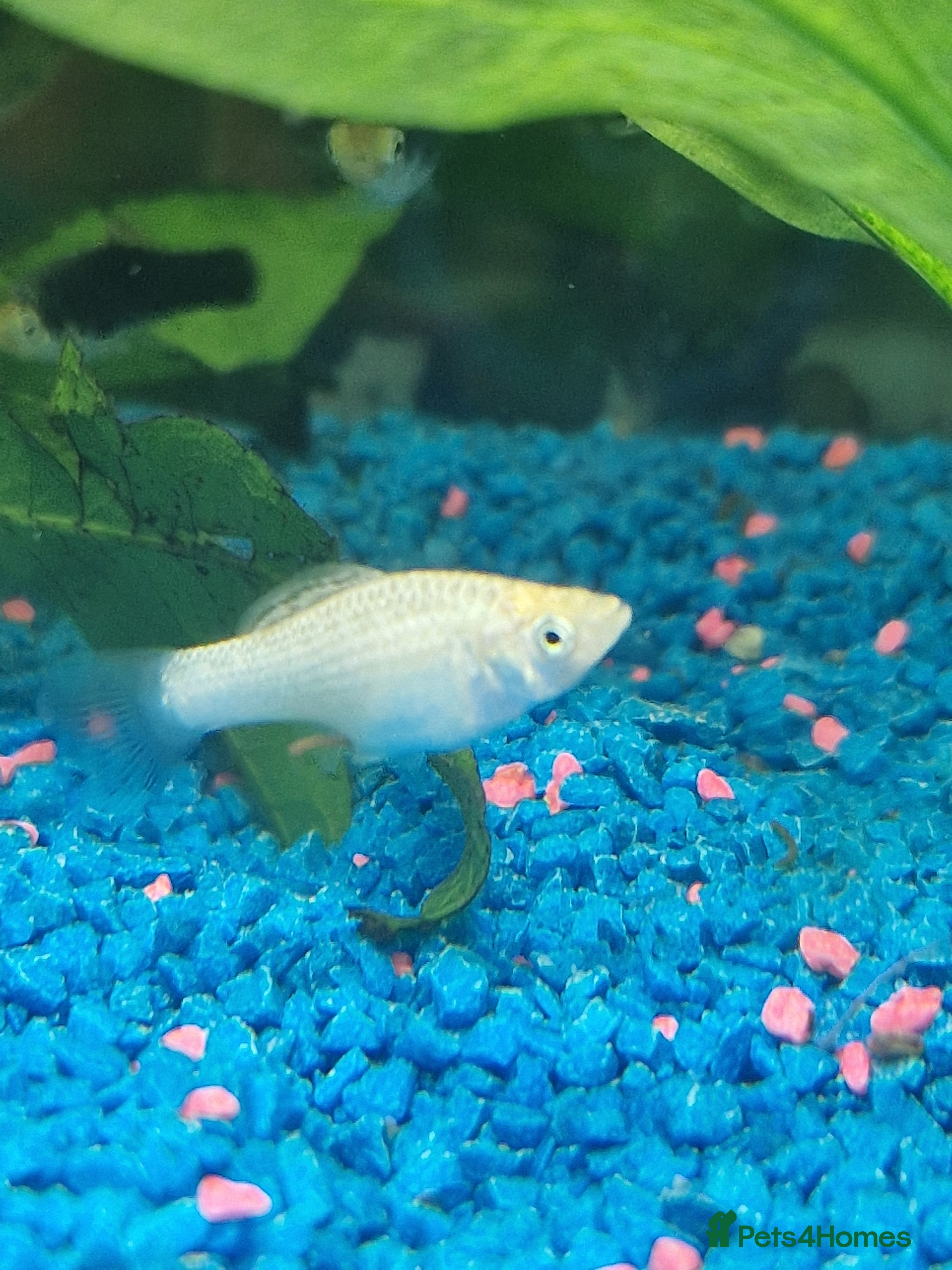 Mollies fish Beautiful white Mollys  - Advert 17