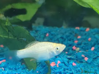 Mollies fish Beautiful white Mollys - Advert 17