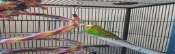 Budgerigars birds for sale: Bluey, Muffin, and Bingo - Advert 2