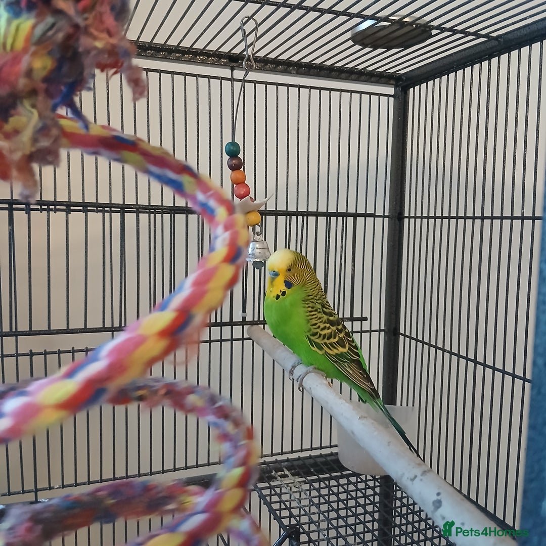 Budgerigars birds for sale: Bluey, Muffin, and Bingo - Advert 2