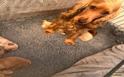 Cockapoo dogs for sale: F1 Cockapoo’s DNA Health Tested Parents - Image 17