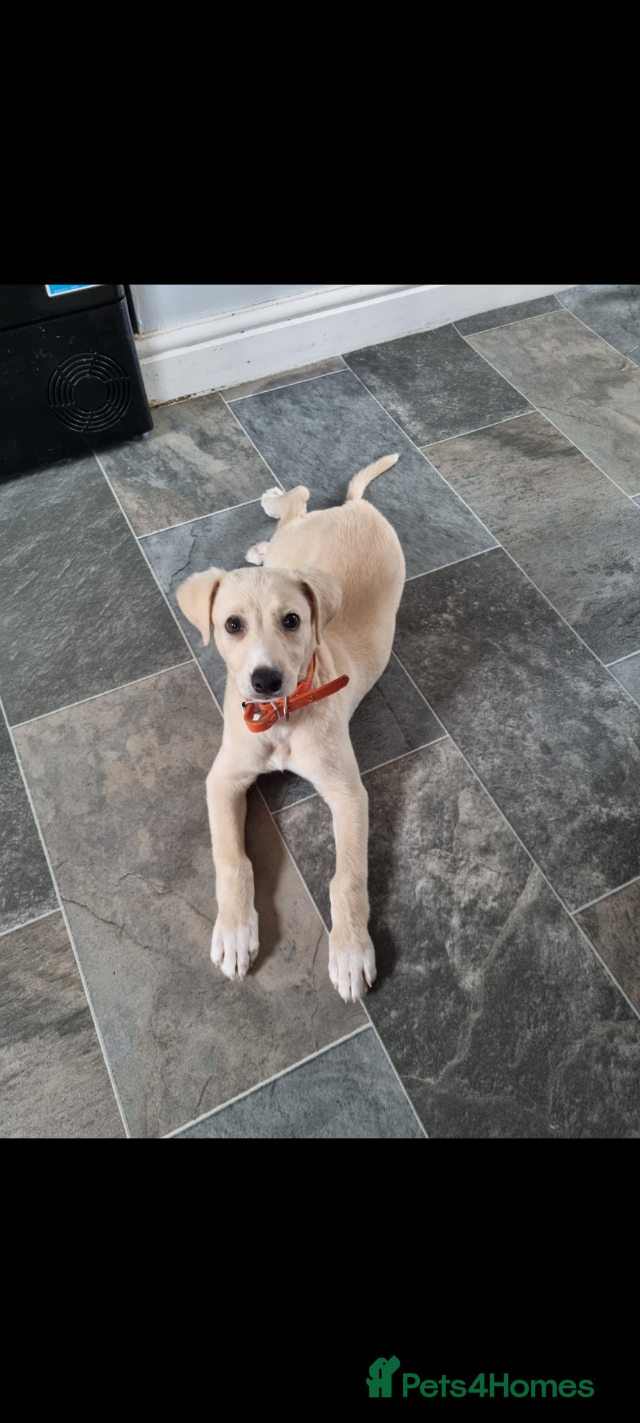 Lurcher dogs Lurcher pup forsale - Advert 17