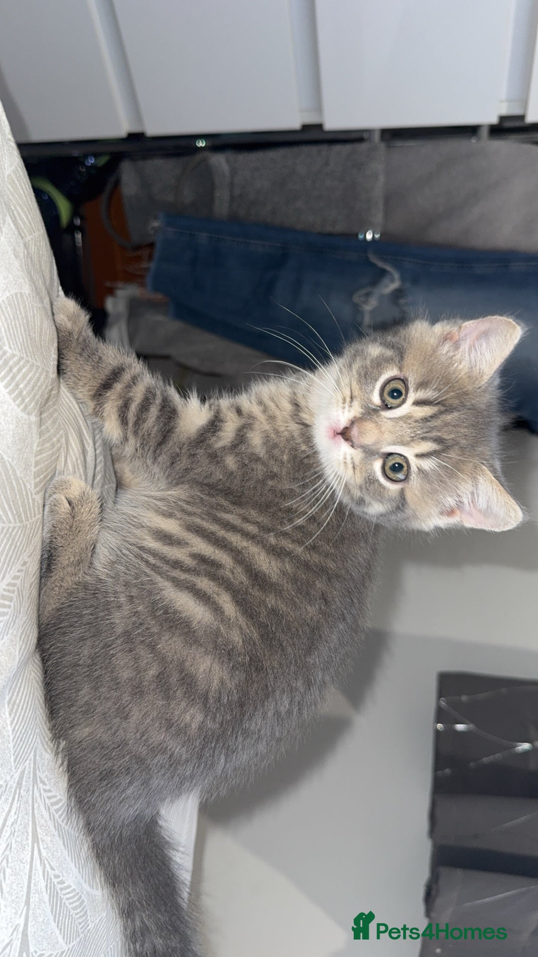 Mixed Breed cats for sale: Beautiful mix breed kittens - Image 28
