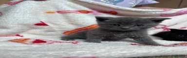 British Shorthair 1