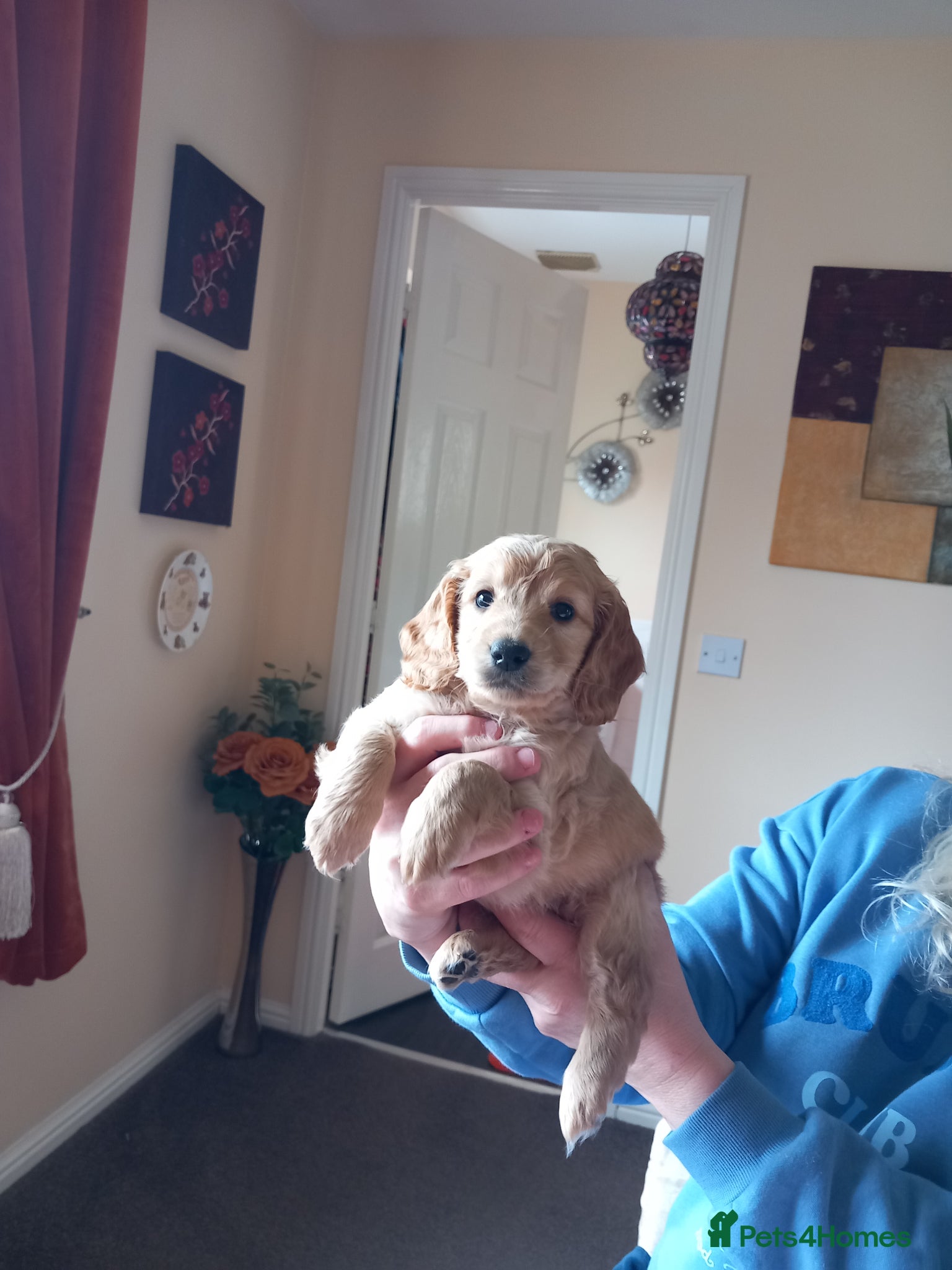 Cockapoo dogs Show class litter of 7 cockerpoo puppies - Advert 2