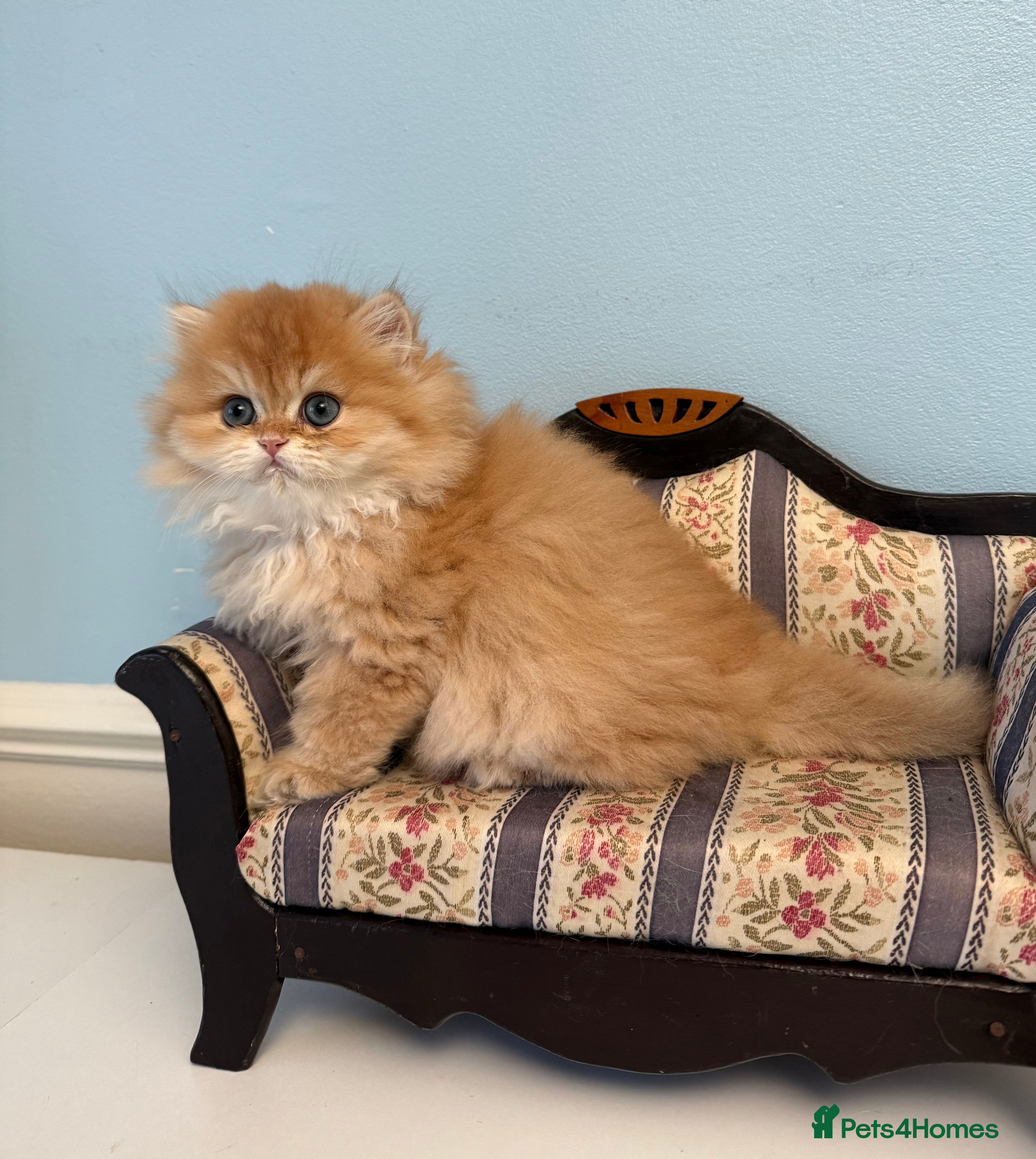 British Shorthair cats ✨Sweet  BLH boy Looking for Loving Home✨ - Advert 15