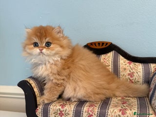 British Shorthair cats ✨Sweet BLH boy Looking for Loving Home✨ - Advert 5