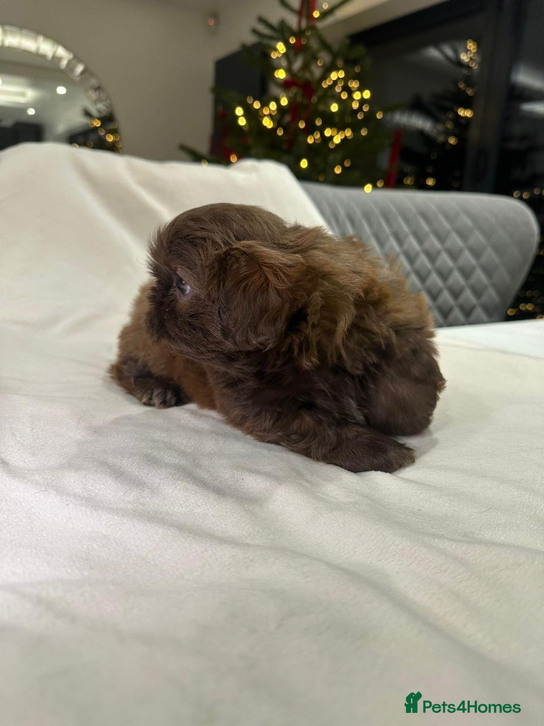 Shih Tzu dogs for sale: kC Imperial Shih tzu Ready now only 1 girl left  - Advert 24