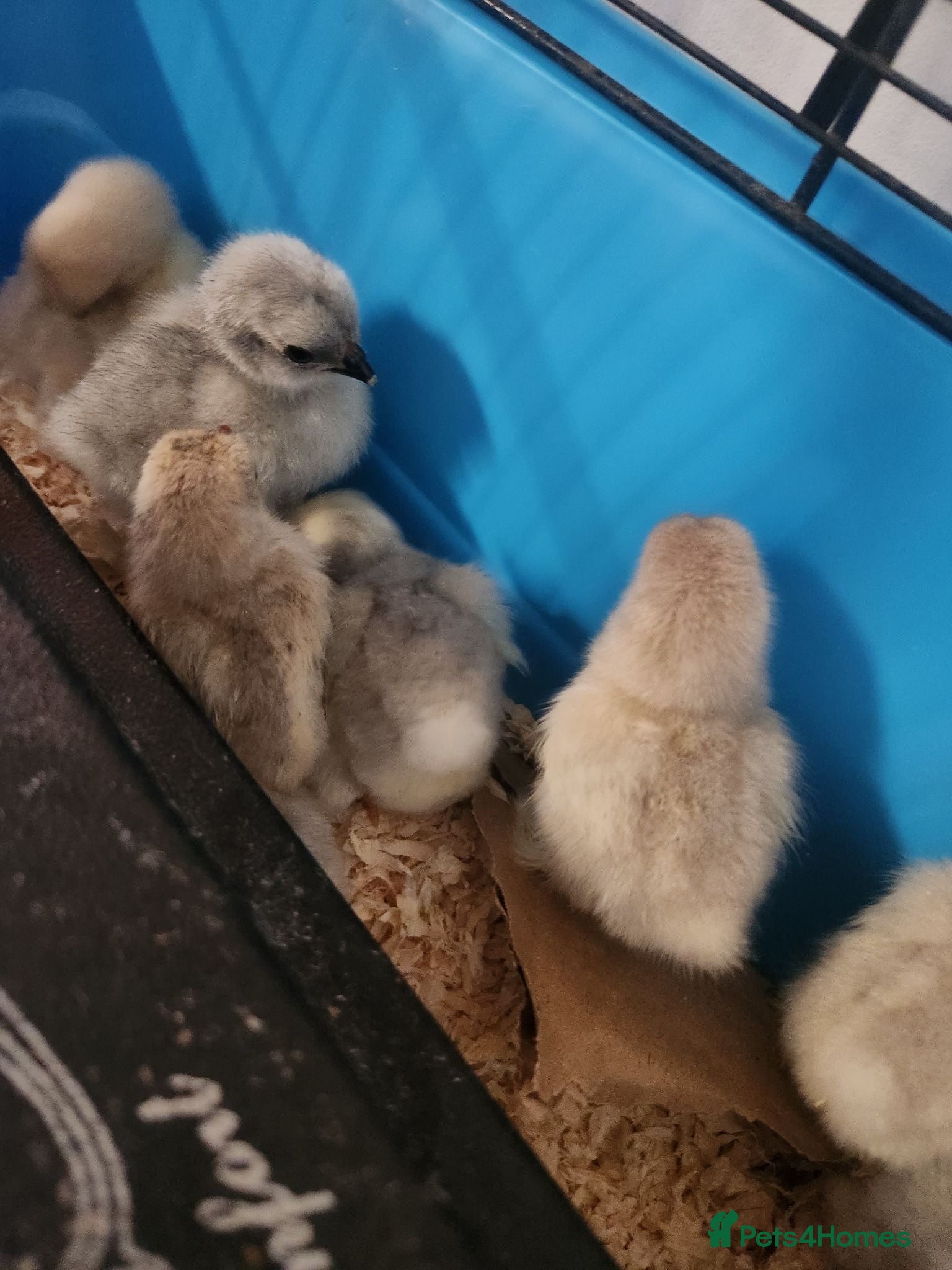 Chickens poultry Lavender Pekin chicks for sale - Advert 2
