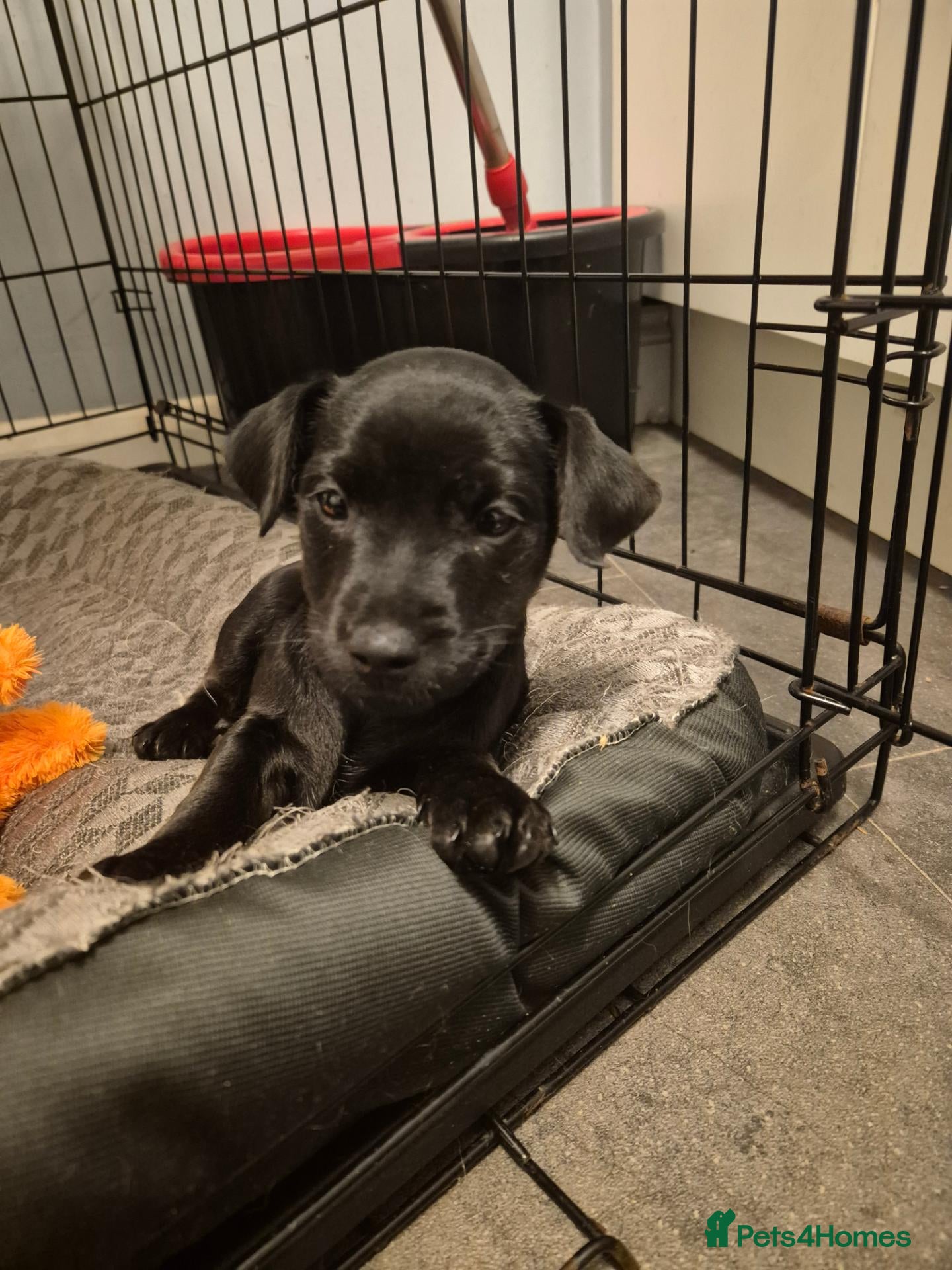 Mixed Breed dogs Patterdale/lakeland mix pups. - Advert 1