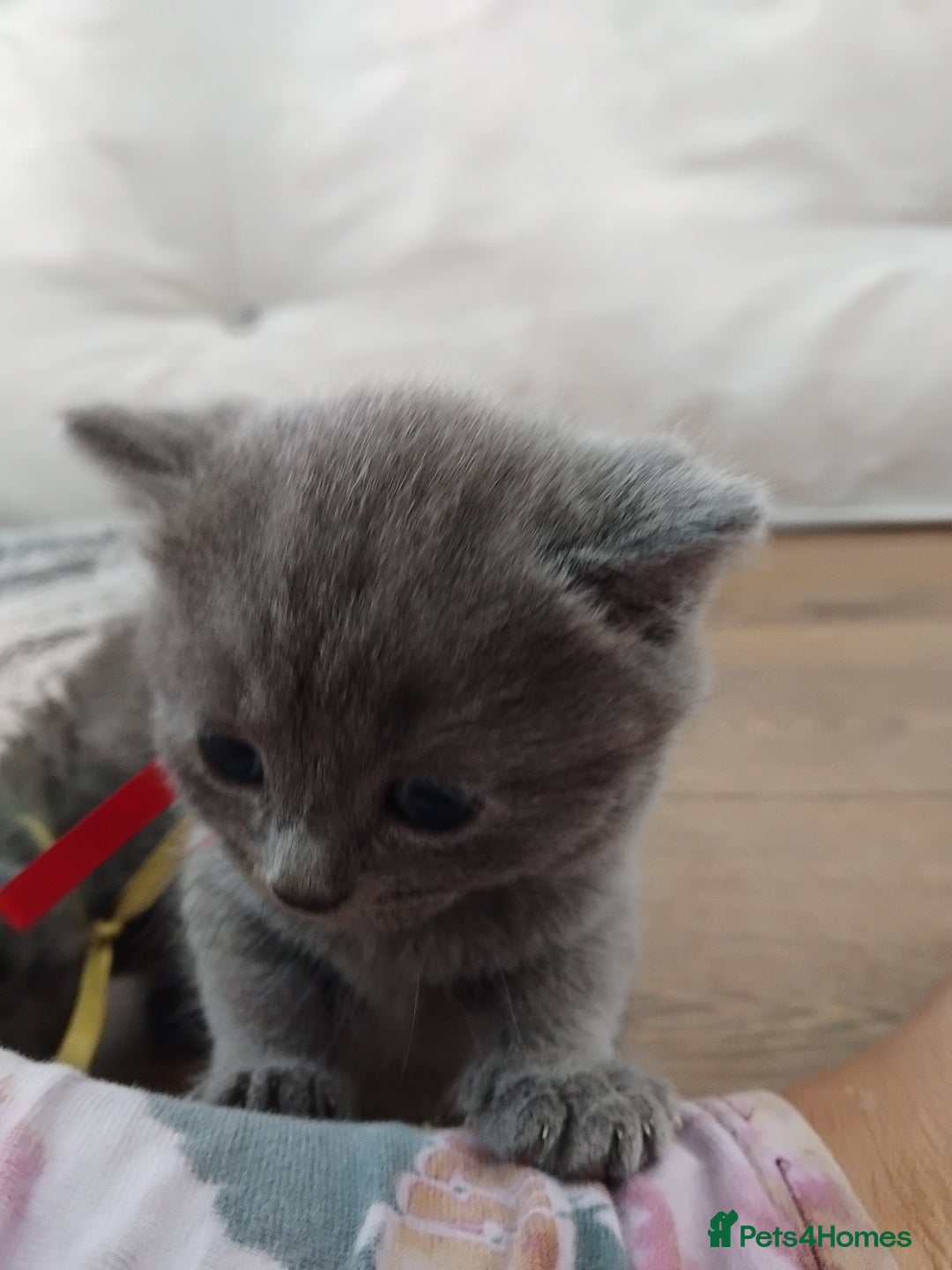 British Shorthair cats for sale: Blue British sorthair kittens available - Image 16