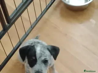 Mixed Breed dogs Parson Russell x Jack Russell - Advert 1