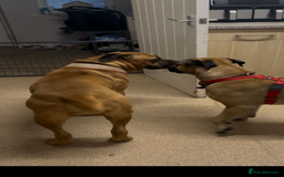 Mixed Breed dogs for sale: Mastiff puppies - Image 19