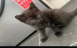 Mixed Breed cats for sale: Mix breed kittens  - Image 4