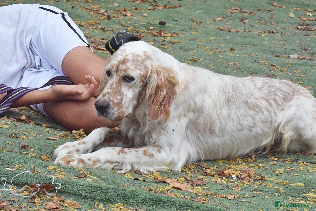 English Setter dogs for adoption: Figo  - Image 3