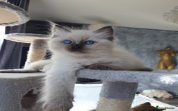 Ragdoll cats for stud: PROVEN GCCF Active Ragdoll Stud Dilute Lilac Genes in Manchester - Image 14