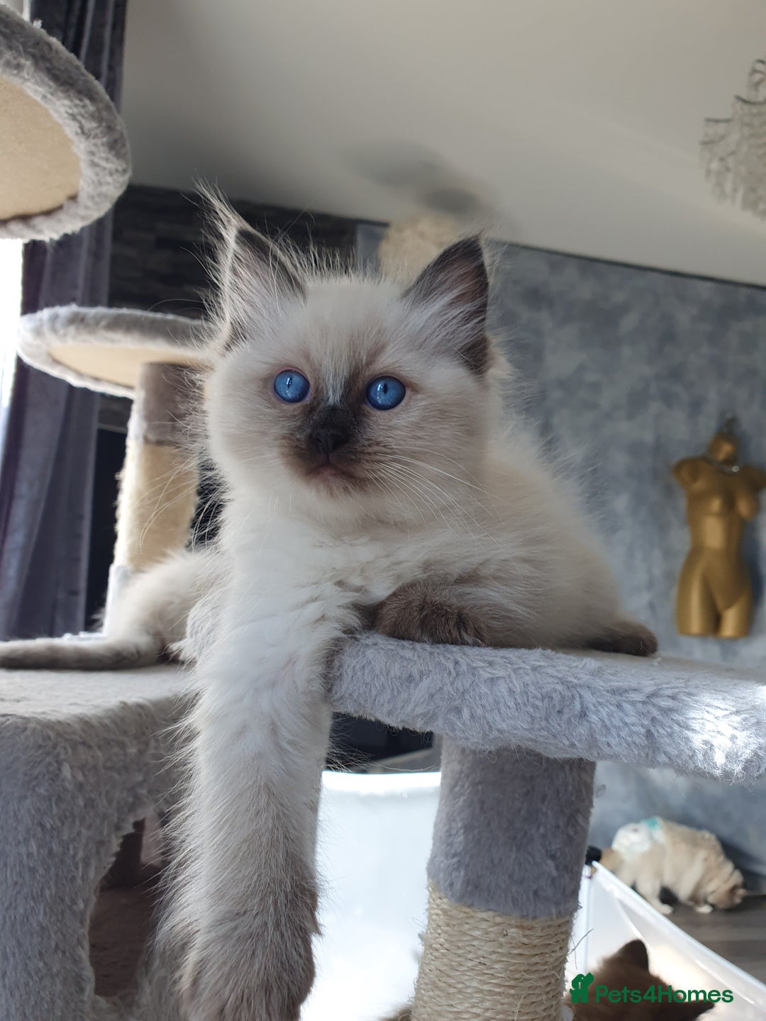 Ragdoll cats for stud: PROVEN GCCF Active Ragdoll Stud Dilute Lilac Genes in Manchester - Image 14
