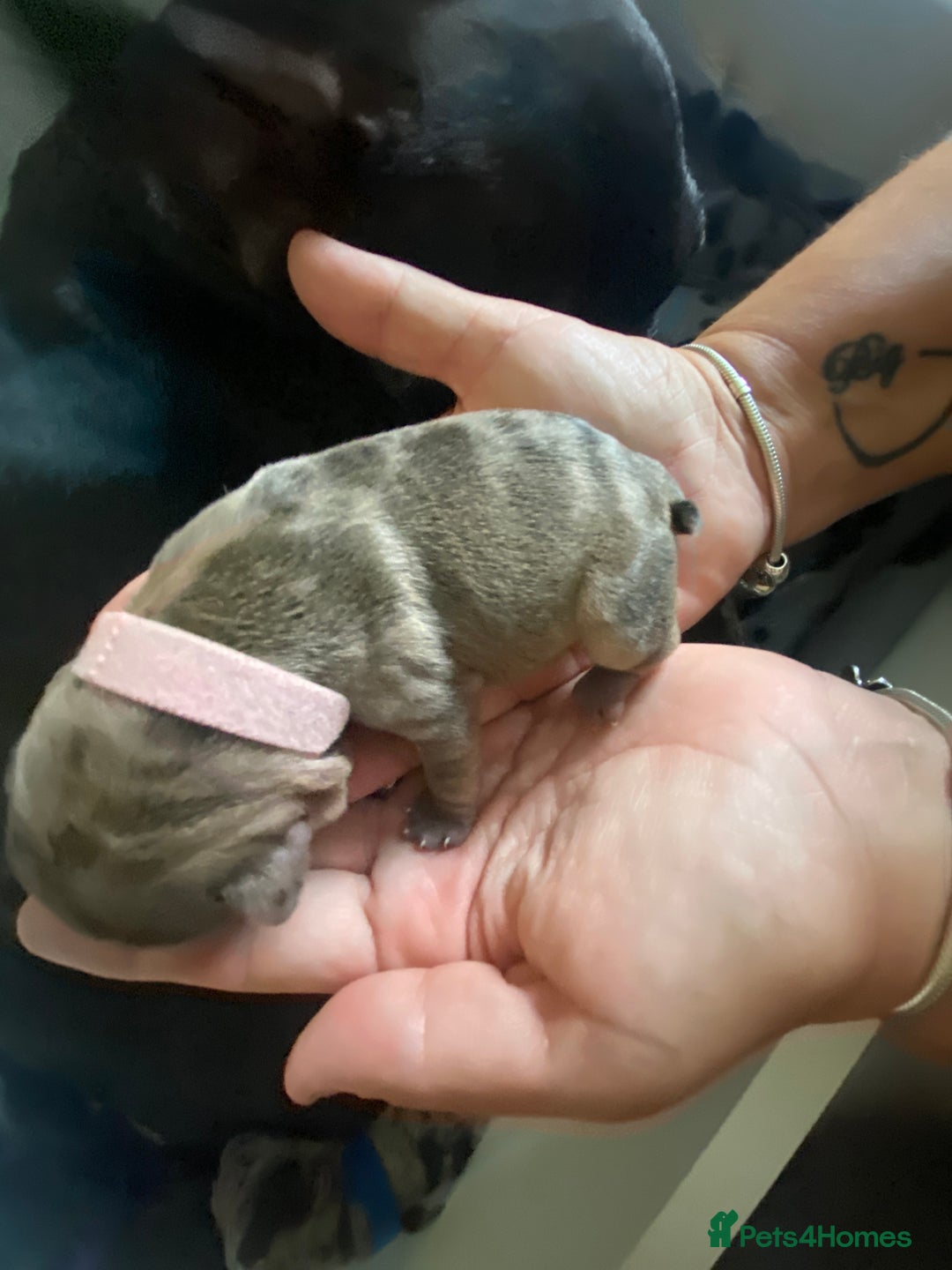French Bulldog dogs for sale: Chocolate Isabelle Merle black white brindle mum  - Image 9