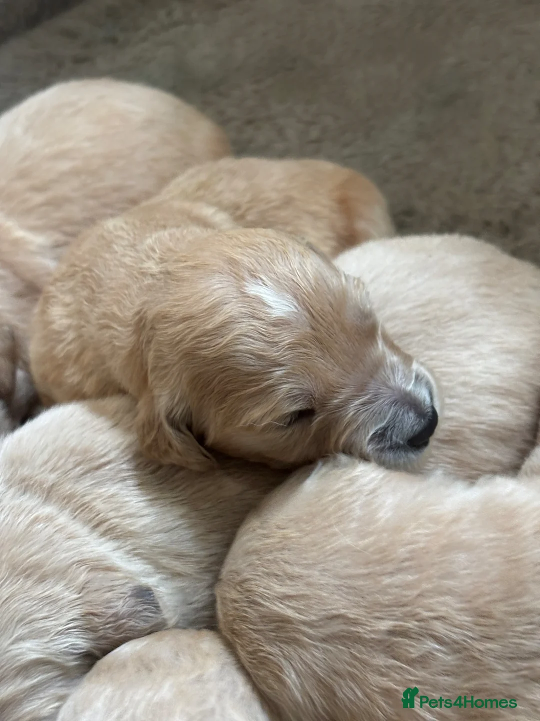Golden Retriever dogs for sale: Beautiful KC Reg Golden Retriever puppies!!  in Whitchurch - Advert 2