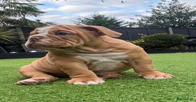 English Bulldog dogs - Advert 8