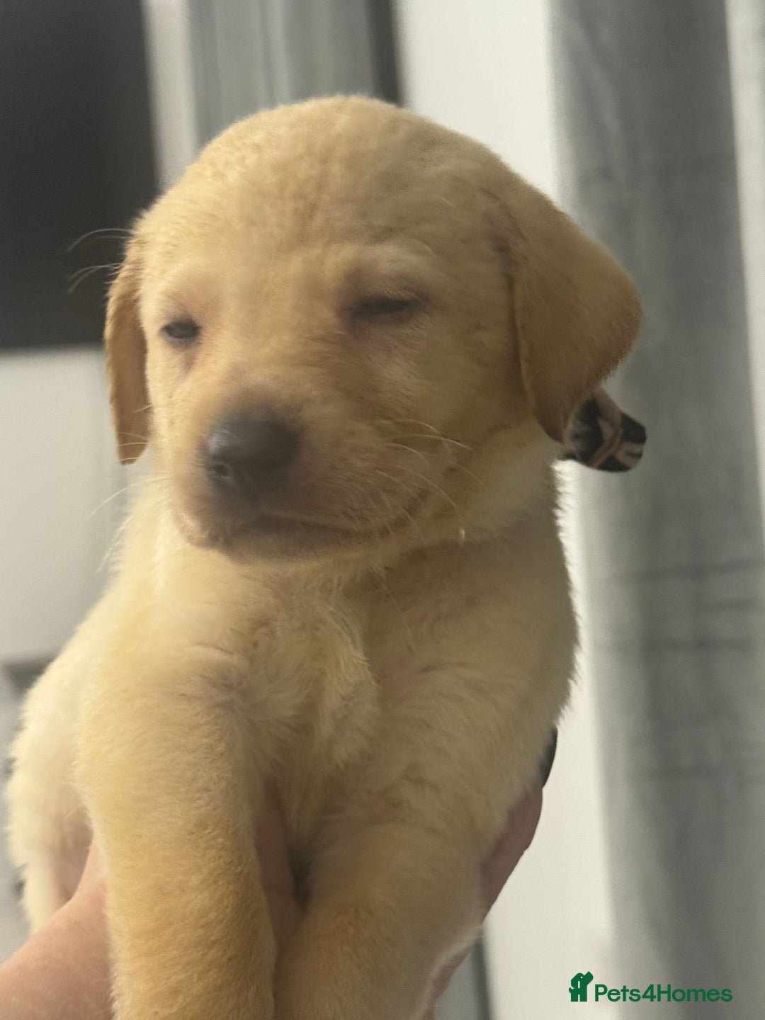 Labrador Retriever dogs for sale: Full breed Labrador retriever puppy’s  - Image 30