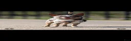 Chihuahua dogs for sale: Gorgeous litter of merle chihuahua pups - Advert 8
