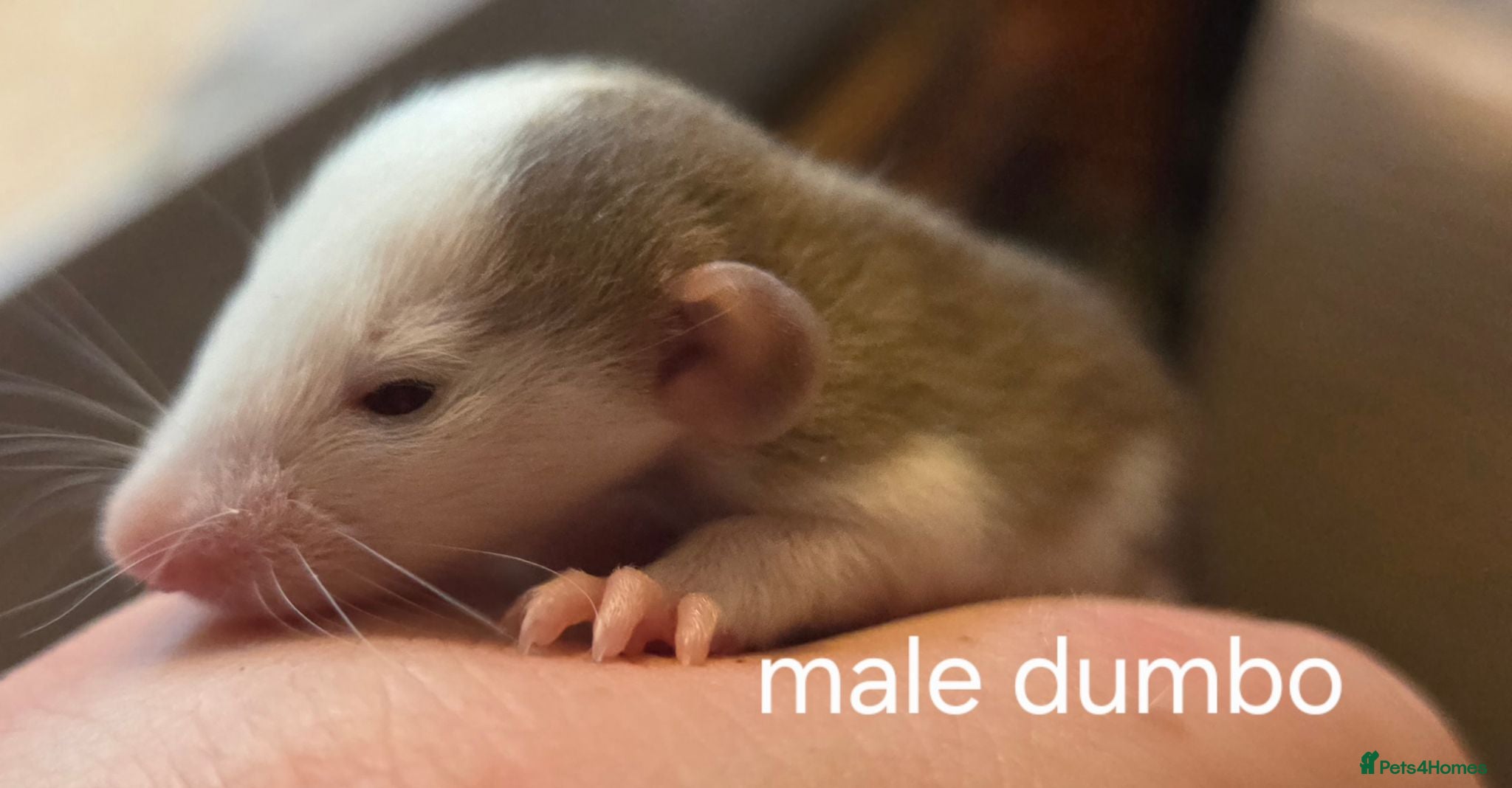 Rat rodents Dumbos and fancy rats ready now.  - Advert 2
