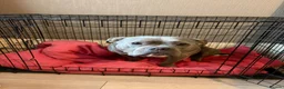 American Bully dogs for sale: Stunning Blue Pocket Bully ABKC - Advert 2
