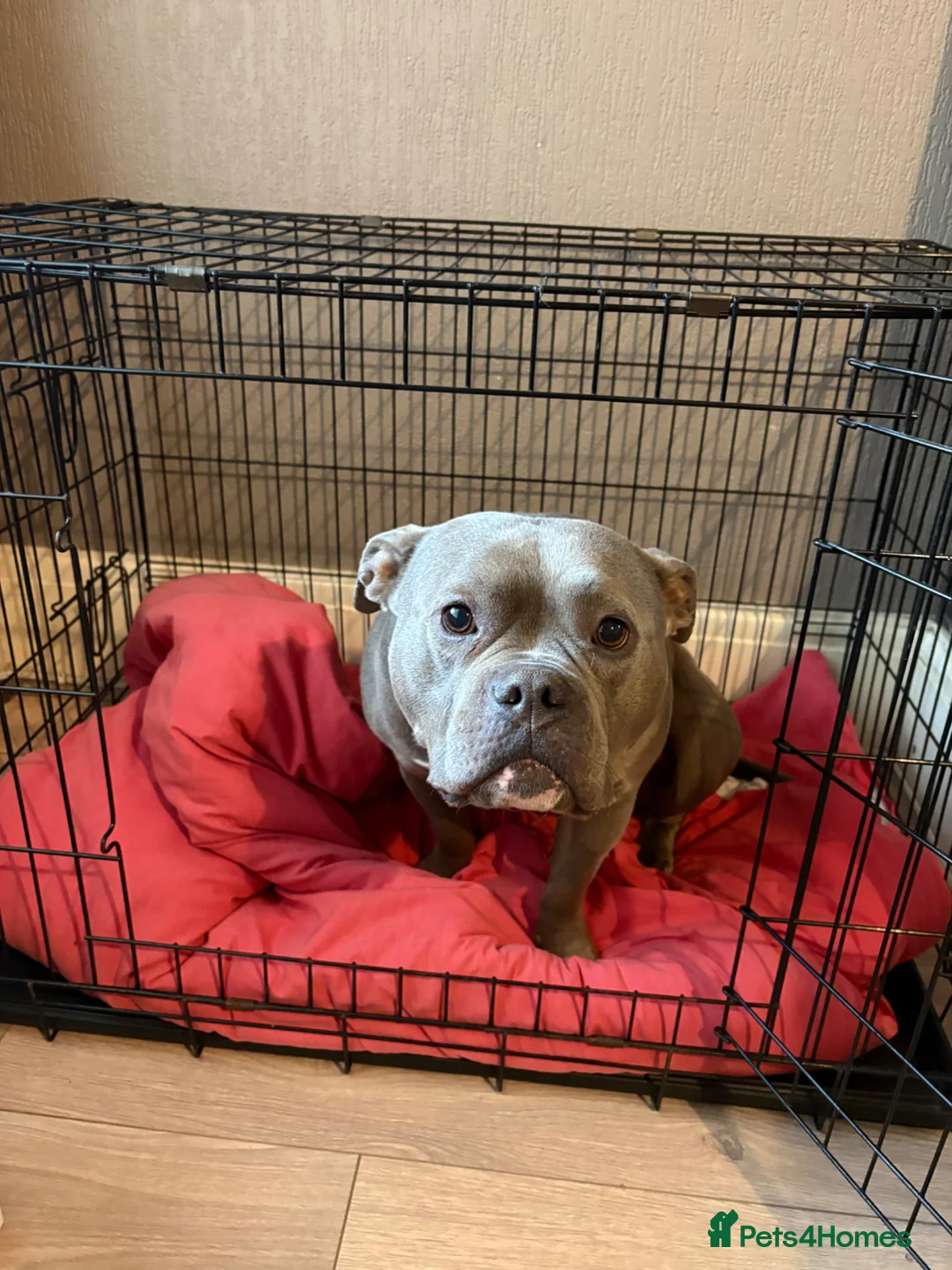 American Bully dogs for sale: Stunning Blue Pocket Bully ABKC - Advert 2