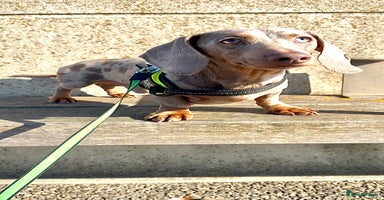 Miniature Dachshund dogs - Advert 5