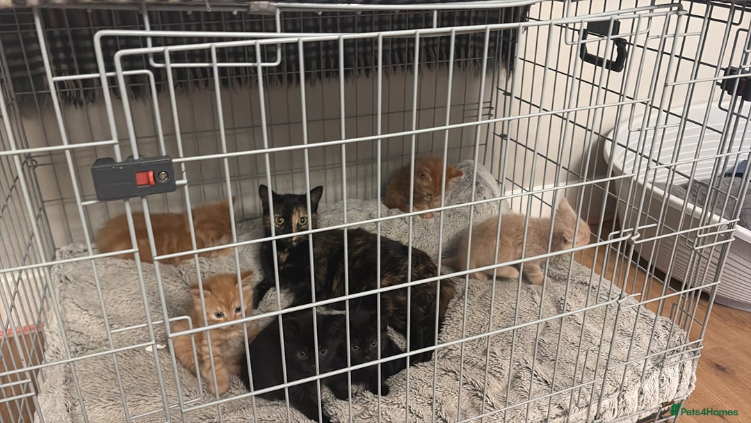 Mixed Breed cats for sale: beautiful kittens for sale - Image 14