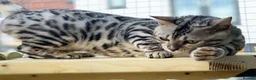 Bengal cats for sale: Beautiful big Silver spotted Bengal boy (ex stud) - Advert 3