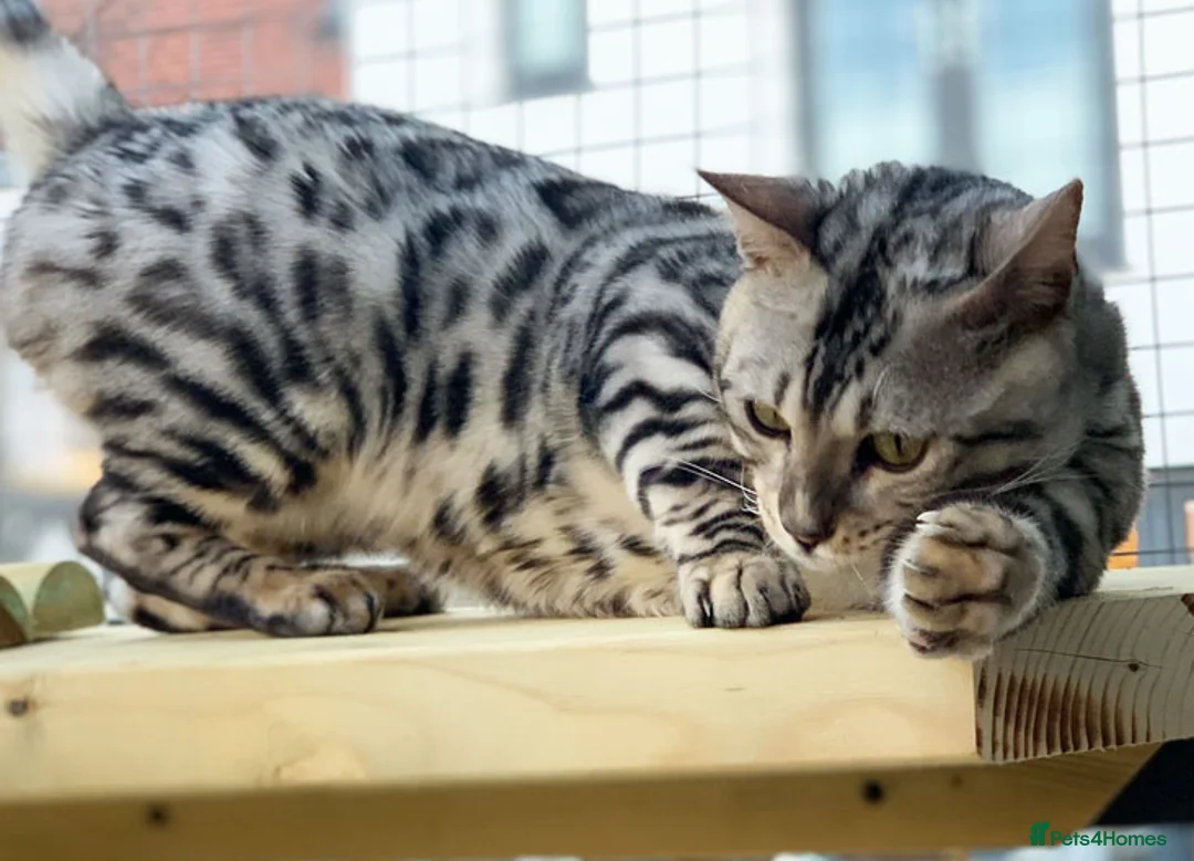 Bengal cats for sale: Beautiful big Silver spotted Bengal boy (ex stud) - Advert 3