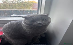 Scottish Fold cats for sale: Grey Scottish fold cat - Image 2