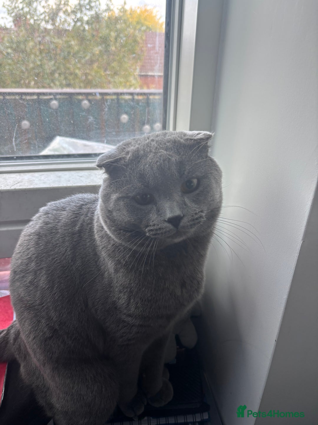 Scottish Fold cats for sale: Grey Scottish fold cat - Image 2
