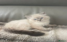 Ragdoll cats for sale: Last boy girl Hcm pkd so loving  playful cutie  - Image 28
