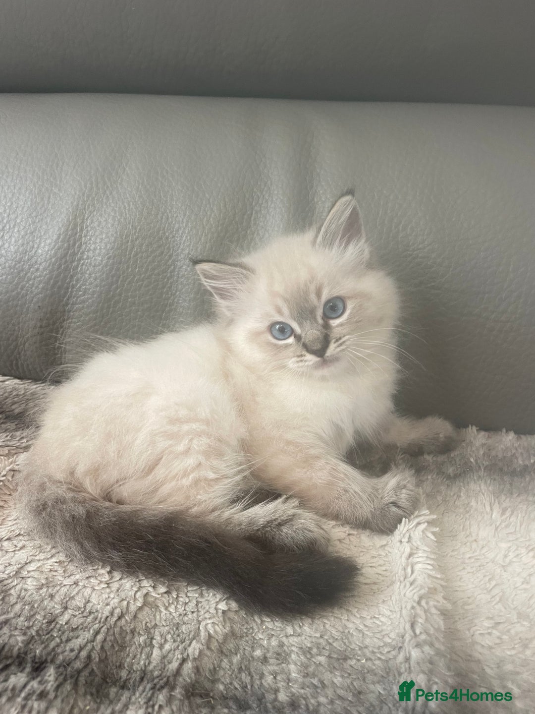 Ragdoll cats for sale: Last boy girl Hcm pkd so loving  playful cutie  - Image 28