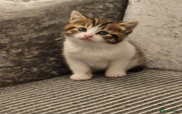 Mixed Breed cats for sale: Beautiful British shorthair kittens - Image 6