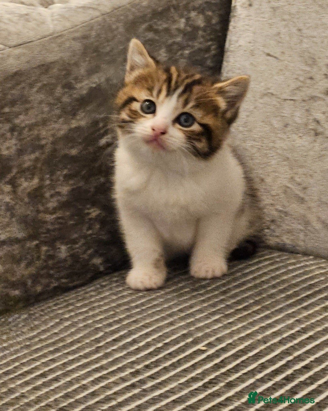 Mixed Breed cats for sale: Beautiful British shorthair kittens - Image 6