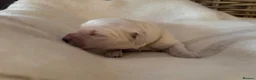 Golden Retriever dogs for sale: Beautiful Golden Retriever Puppies born 21/06/26 - Advert 19